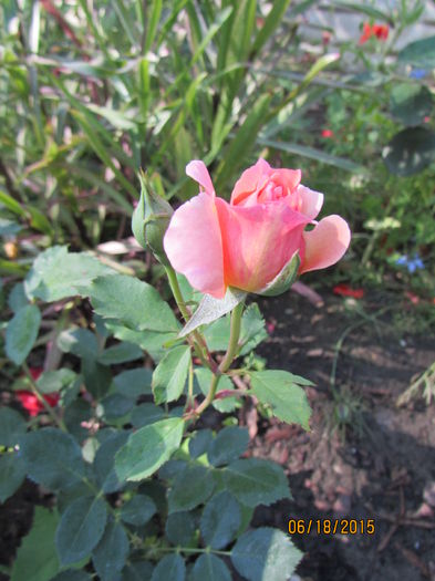 'André Turcat ®' • MASantur; Bred by Dominique Massad (France, 2007).
Shrub.
