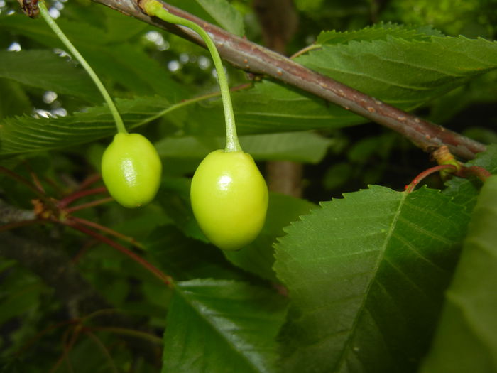 Cherries. Cirese Rubin (2015, May 11) - Cherry Tree_Cires Rubin