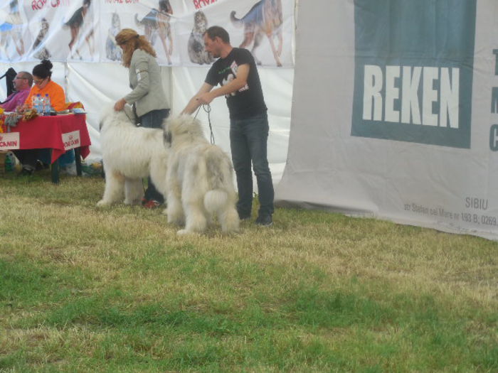 TASHA; CACIB  Sibiu 2015
