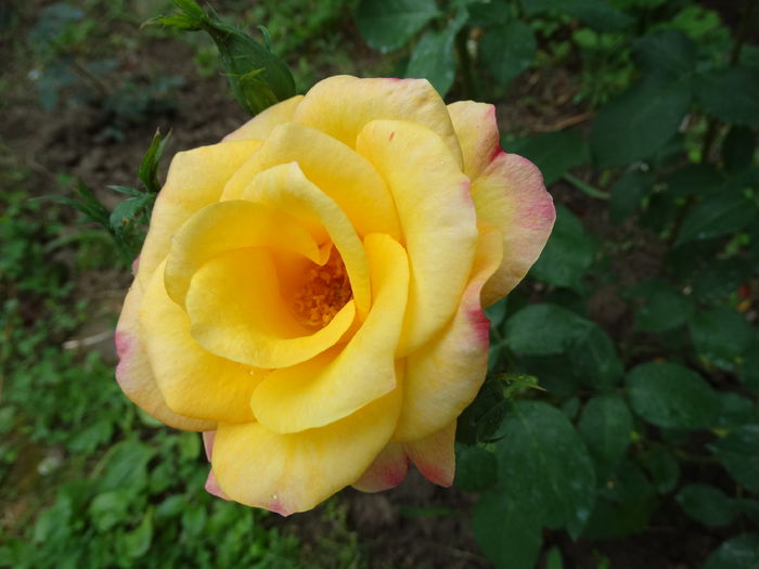 DSC09118