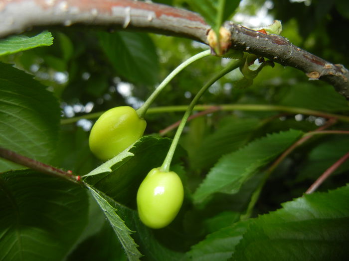 Cherries. Cirese Rubin (2015, May 11) - Cherry Tree_Cires Rubin