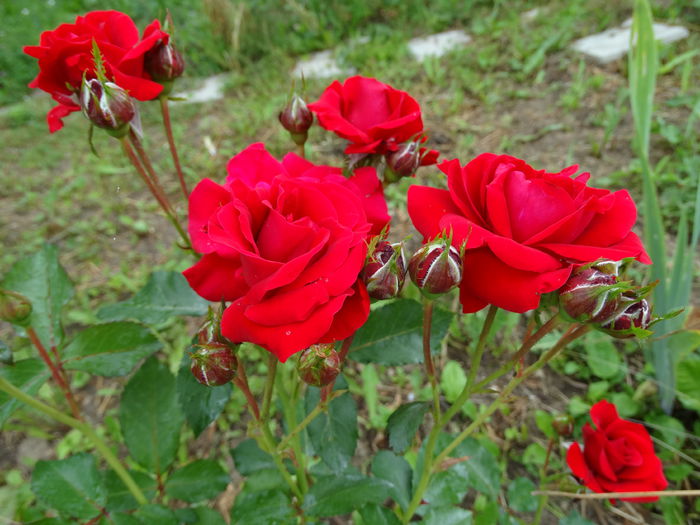 DSC09140