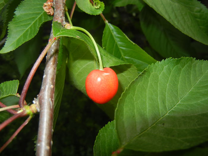 Cherry. Cireasa Rubin (2015, May 16)