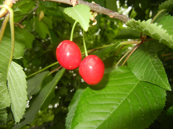 Cherries. Cirese Rubin (2015, May 20) - Cherry Tree_Cires Rubin