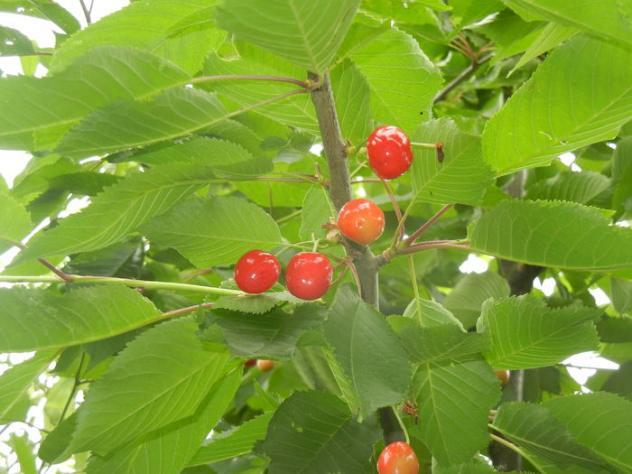 Cherries. Cirese Rubin (2015, May 20) - Cherry Tree_Cires Rubin