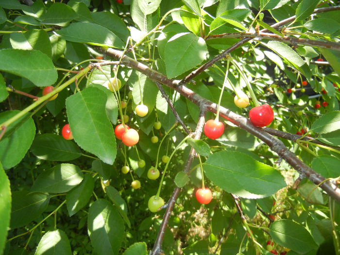 Sour Cherries. Visine (2015, May 31) - Sour Cherry Tree_Visin