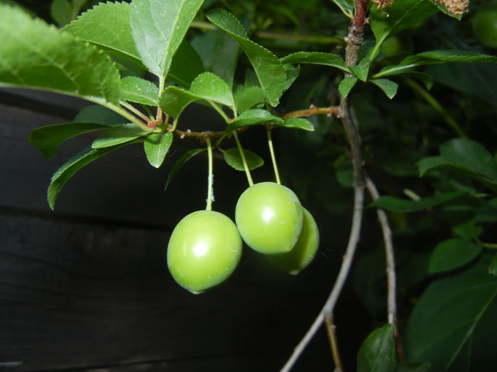 Sour Cherries. Visine (2015, June 02) - Sour Cherry Tree_Visin