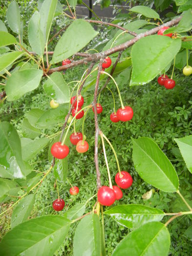 Sour Cherries. Visine (2015, June 05) - Sour Cherry Tree_Visin