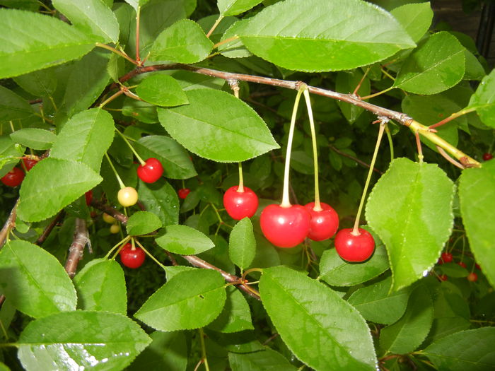 Sour Cherries. Visine (2015, June 05) - Sour Cherry Tree_Visin