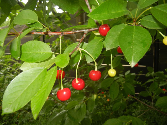 Sour Cherries. Visine (2015, June 05) - Sour Cherry Tree_Visin