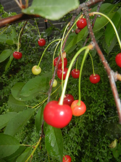 Sour Cherries. Visine (2015, June 05) - Sour Cherry Tree_Visin