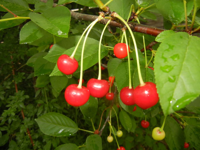 Sour Cherries. Visine (2015, June 05) - Sour Cherry Tree_Visin