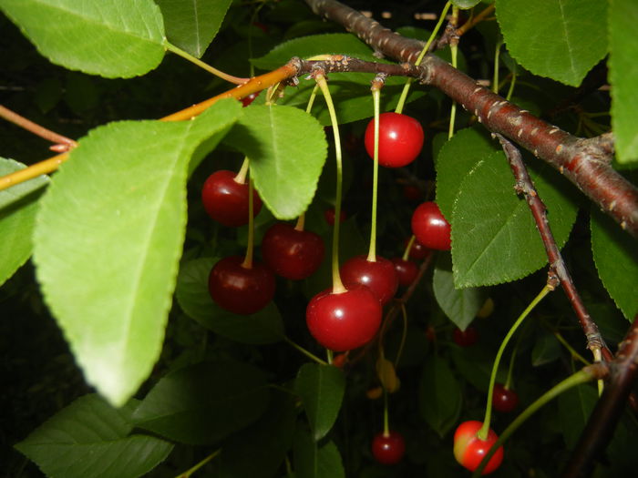 Sour Cherries. Visine (2015, June 11)