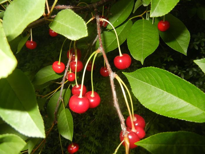 Sour Cherries. Visine (2015, June 11) - Sour Cherry Tree_Visin