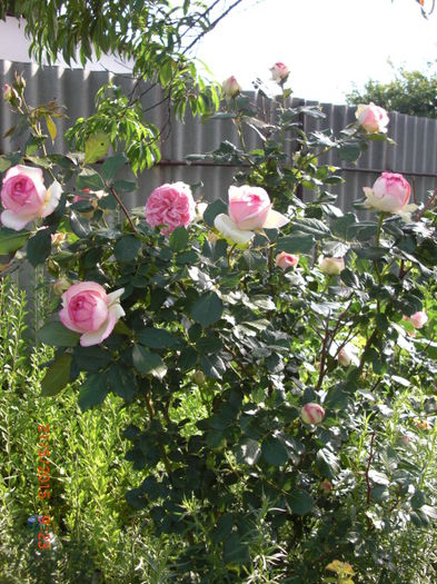 trandafiri albi-rose