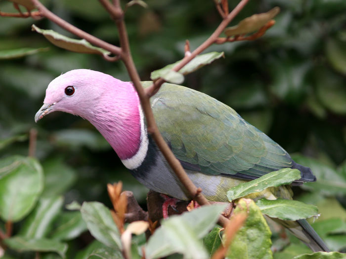 Ptilinopus_Pink-headed_male_1