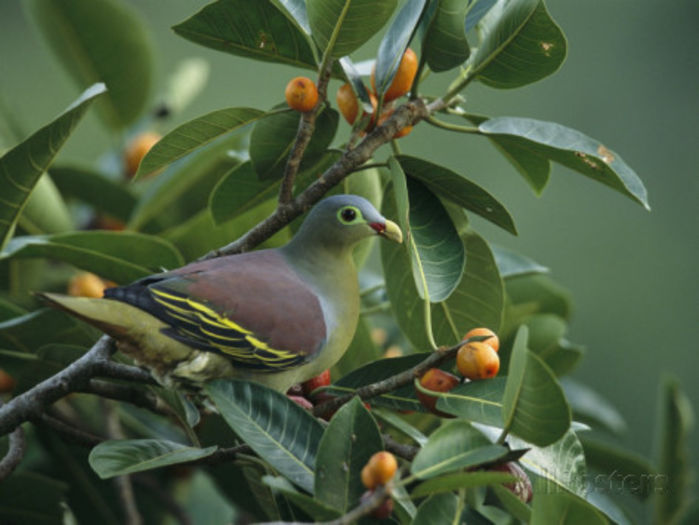tim-laman-exotic-dove-or-pigeon-sitting-in-a-fruit-filled-tree - Pentru prieteni - m-am mutat pe facebook
