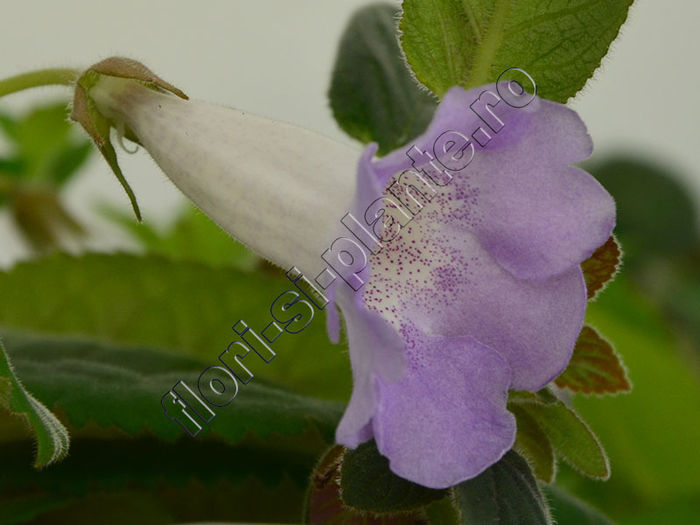 Sinningia Luci s Dual Soul - GLOXINIA_SINNINGIA - Hibrizii mei -My hybrids