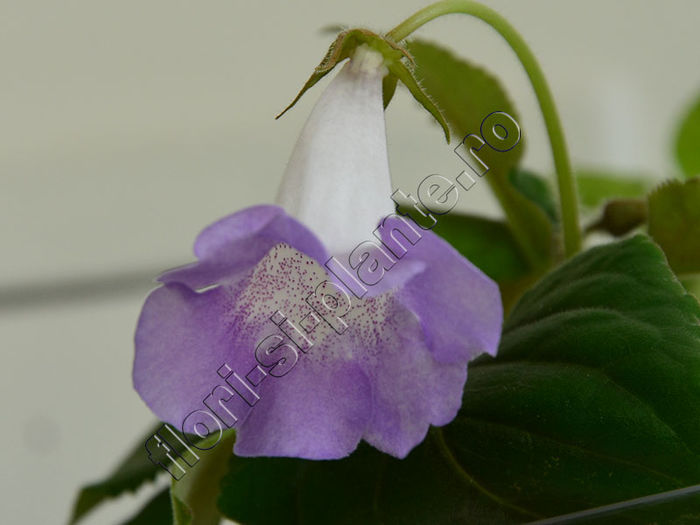 Sinningia Luci s Dual Soul - GLOXINIA_SINNINGIA - Hibrizii mei -My hybrids