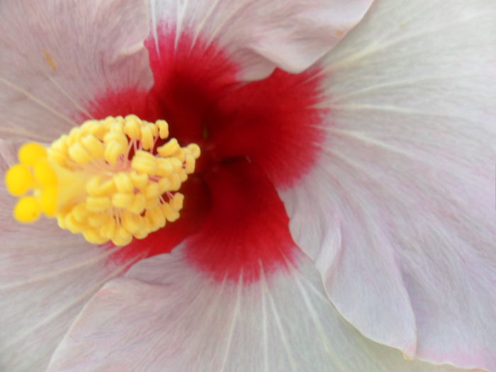 SAM_6201 - hibiscusi 2015-3