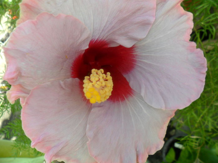 SAM_6202 - hibiscusi 2015-3