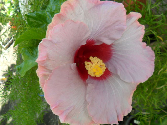 SAM_6203 - hibiscusi 2015-3