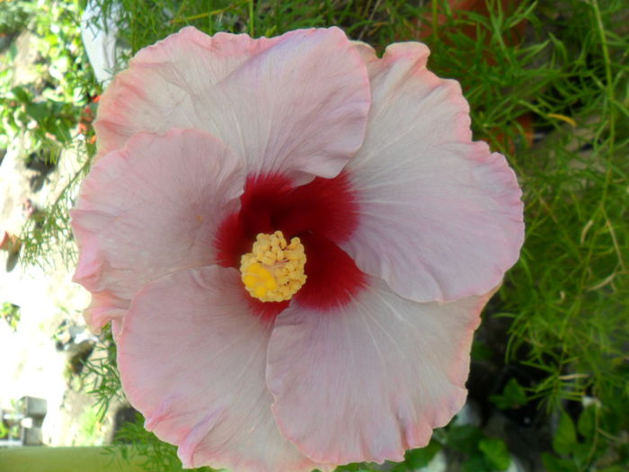 SAM_6204 - hibiscusi 2015-3