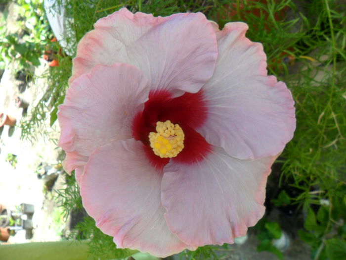 SAM_6205 - hibiscusi 2015-3