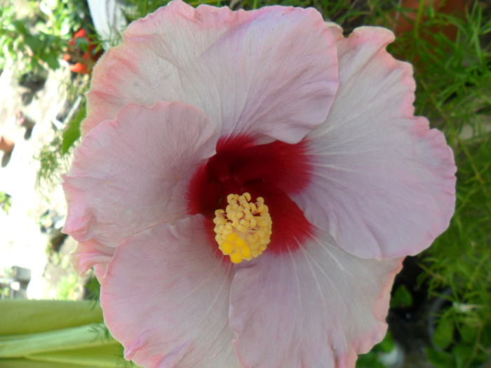 SAM_6207 - hibiscusi 2015-3