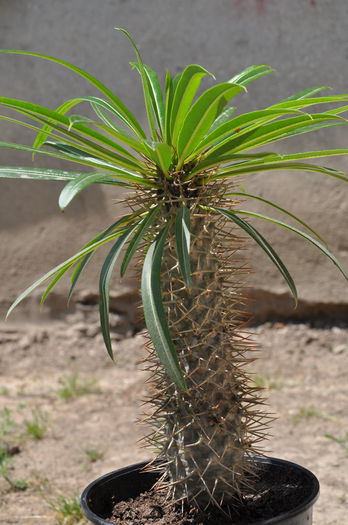 DSC_9547 - CACTUSI rog identificare