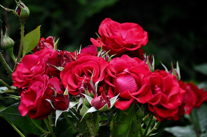 06.2015 - Necunoscut 5