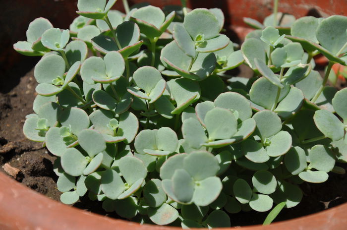 sedum sieboldi - SUCULENTE