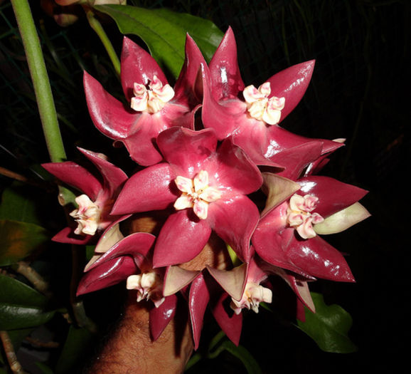 hoya imperialis a sosit - hoya in asteptare