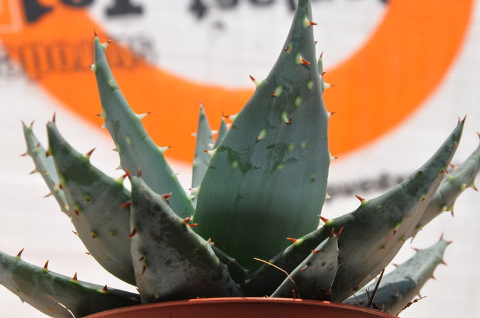 aloe broomi