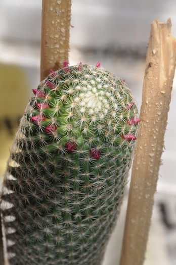 mammillaria matudae