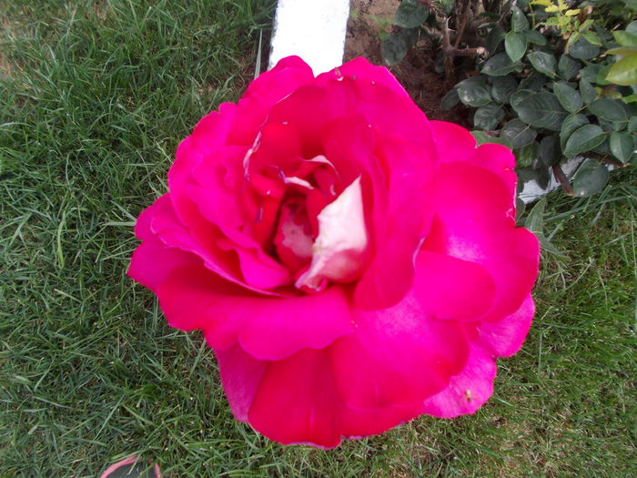 Kronenbourg - trandafiri
