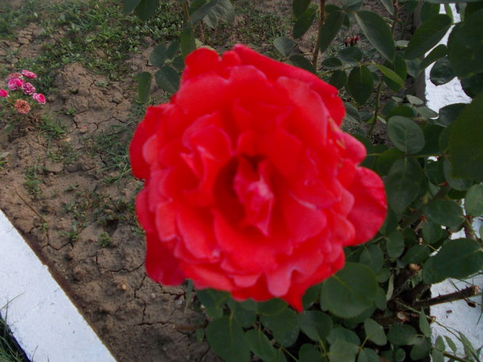 un roz mai inchis, foarte parfumat - trandafiri