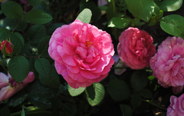 England s Rose - 2015 trandafiri -II