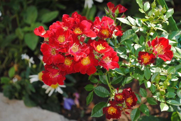 Bienenweide Rot - 2015 trandafiri -II