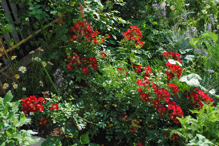 Bienenweide Rot(anul2) - 2015 trandafiri -II