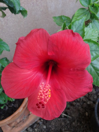 Fotografie-0007 - hibiscus
