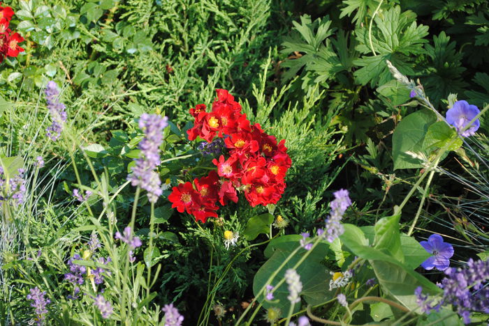 Bienenweide Rot - 2015 trandafiri -II