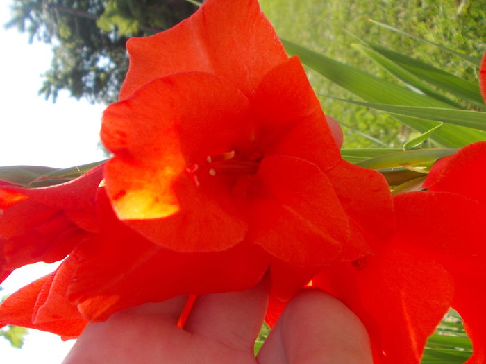 DSCN2252 - gladiole