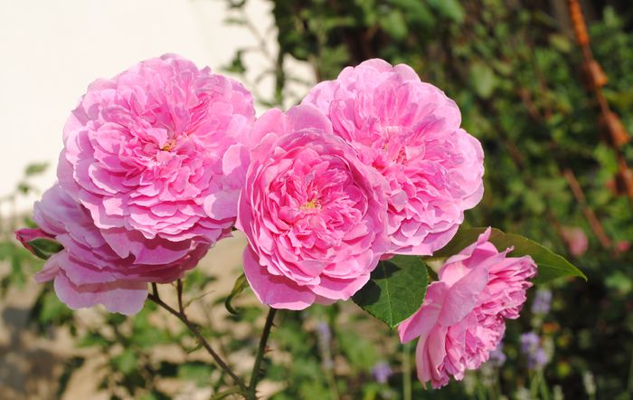 Harlow Carr - 2015 trandafiri -II