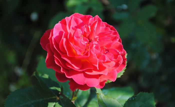 L'ami des Jardins - 2015 trandafiri -II