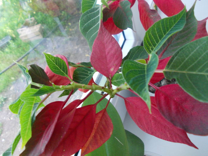 DSCN2247 - poinsettia