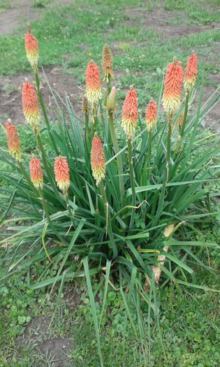 KNIPHOFIA UVARIA