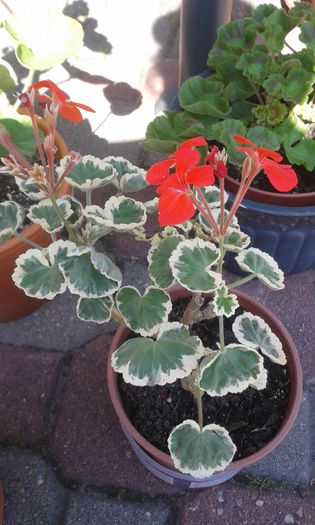 Variegata - Muscate