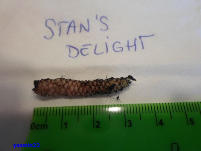 027  1 apr.2015 - Stan s Delight