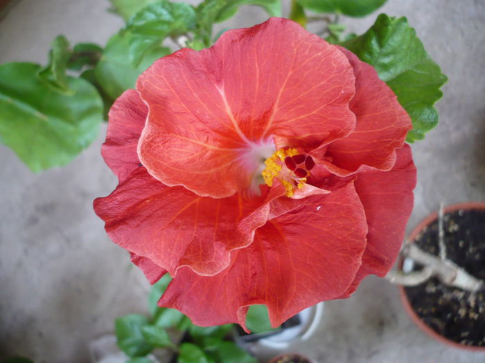 Tahitian Red Cyclone